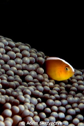 Anemonefish by Adam Skrzypczyk 